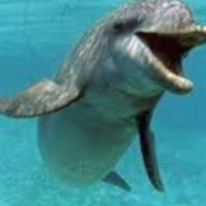 Meet your Posher, Andy